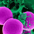 Nifuroxime