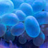 Sodium Hypophosphite Monohydrate 99 Percent (DEA List I Chemical) Sigma Aldrich